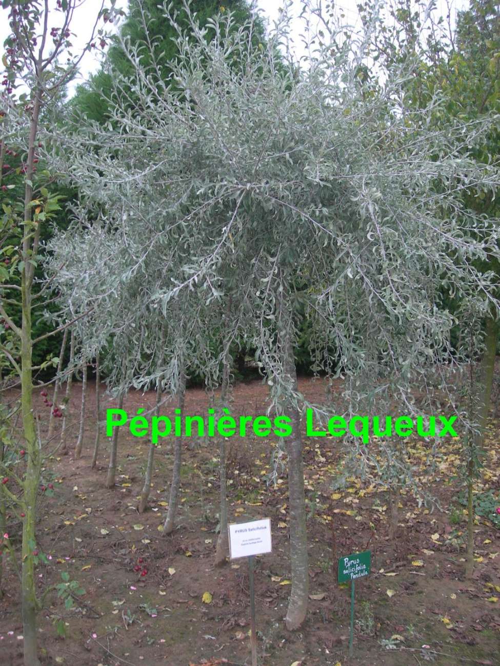 PYRUS SALICIFOLIA